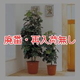 【廃番・再入荷無し】山崎産業 ピュアメイト カポック - お部屋の空気を浄化する人工樹木