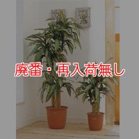 【廃番・再入荷無し】山崎産業 ピュアメイト 幸福の木 - お部屋の空気を浄化する人工樹木