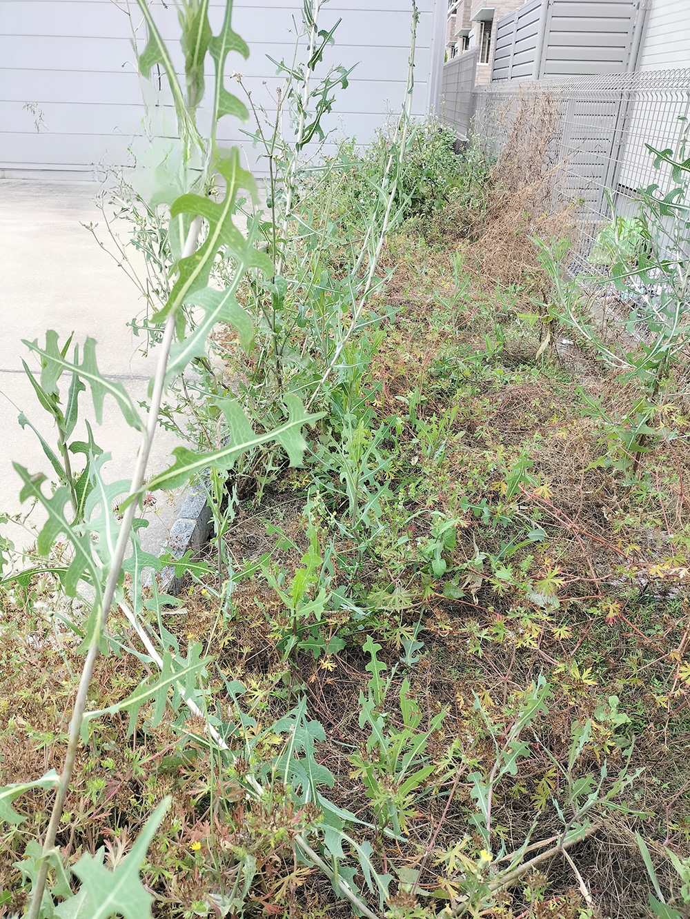 作業前の様子 道路側